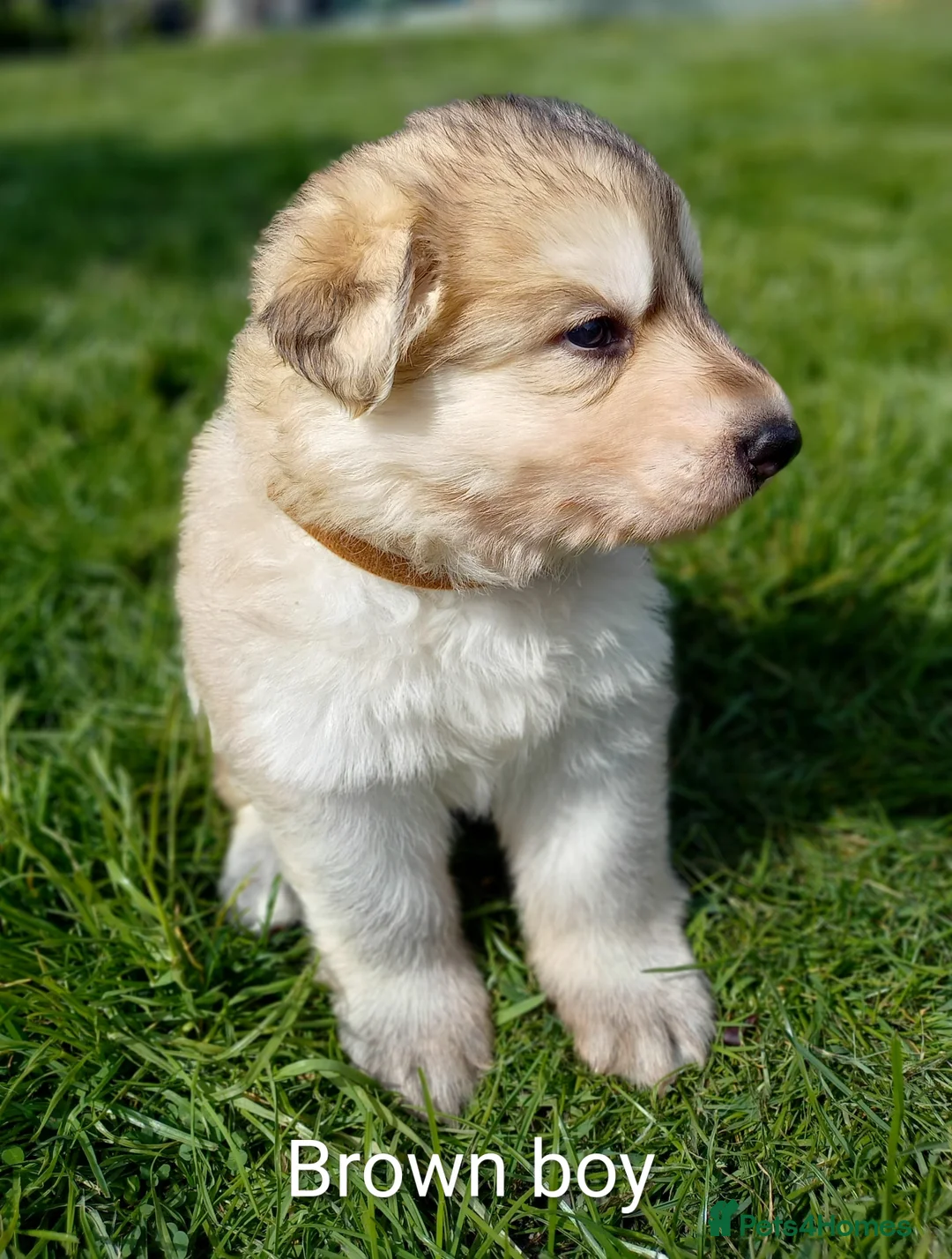 German Shepherd dogs for sale: Gorgeous German Shepherd pups for sale - Advert 35