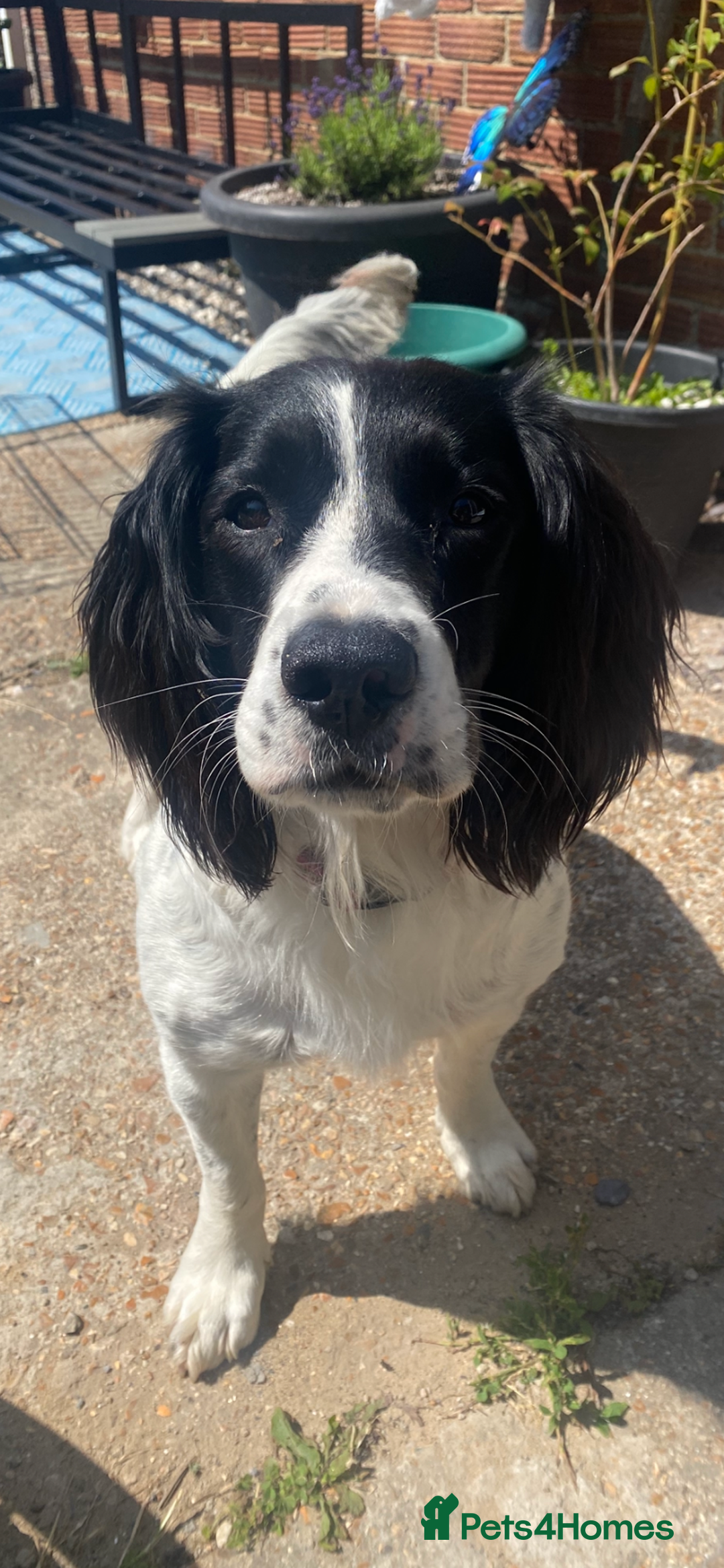 English Springer Spaniel dogs for sale: English Springer Spaniels - Advert 2