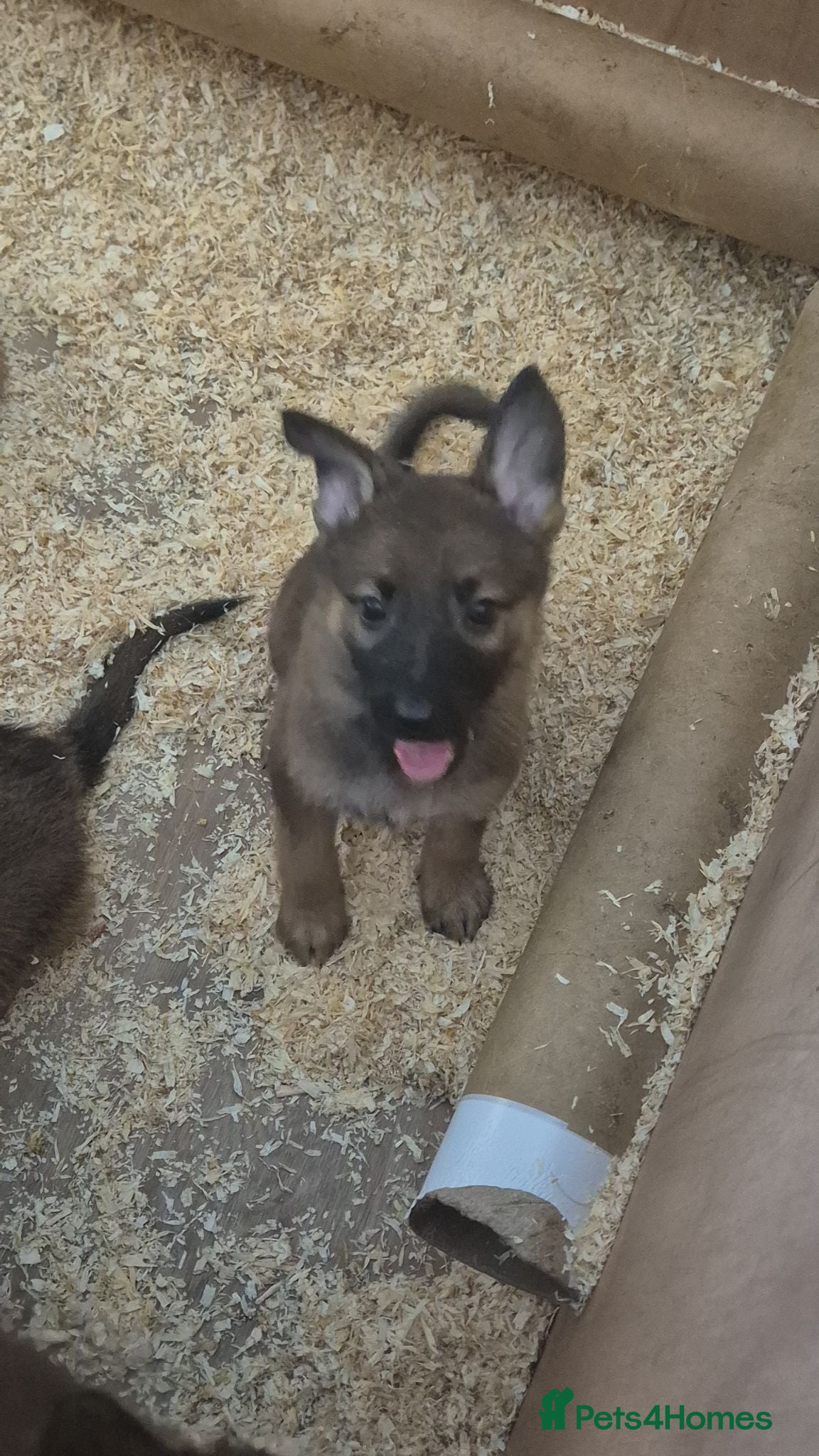 German Shepherd dogs READY TO LEAVE GERMAN SHEPHERD PUPPYS - Advert 1