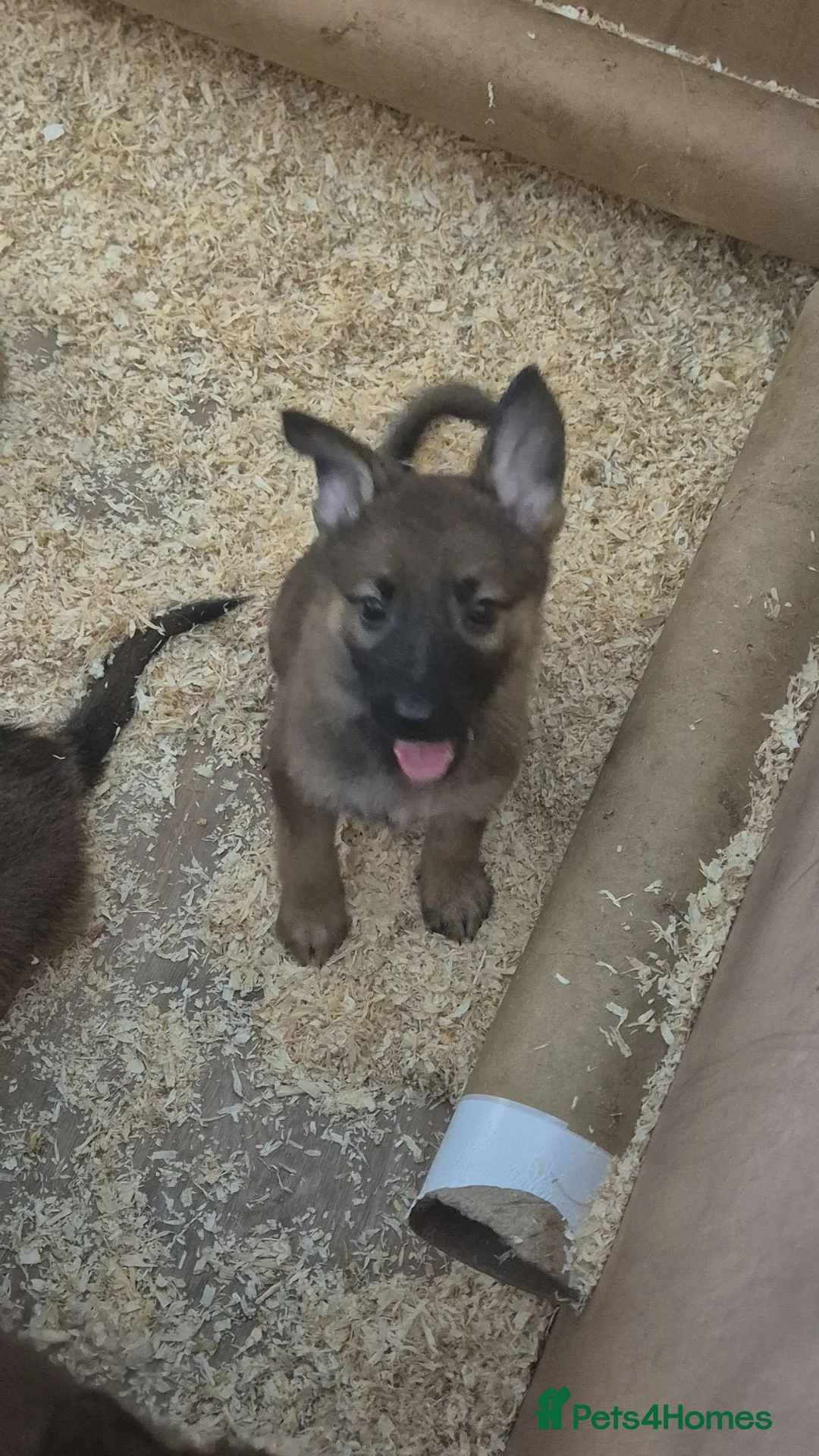 German Shepherd dogs for sale: READY TO LEAVE GERMAN SHEPHERD PUPPYS - Advert 2
