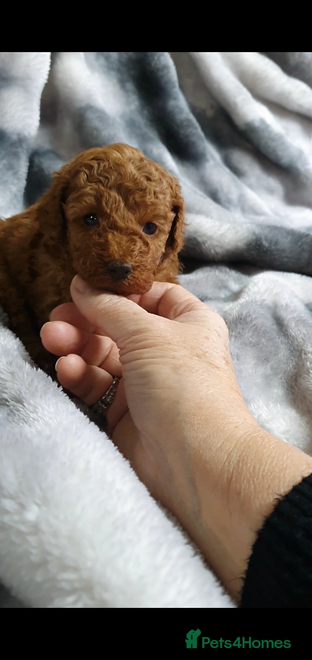 Toy Poodle dogs for sale: ASIAN CHAMPION lineage, KC registered Toy Poodles - Advert 12