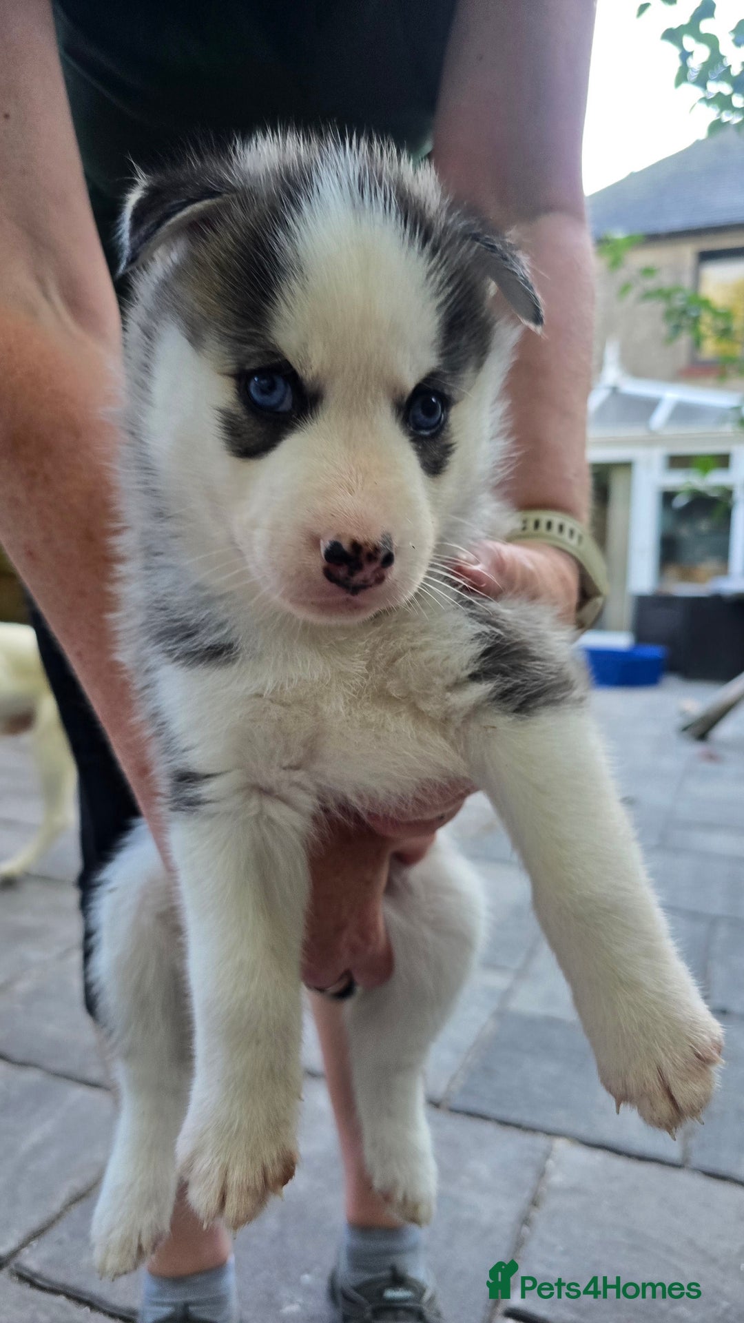 Siberian Husky dogs for sale: Siberian husky pups  - Image 5