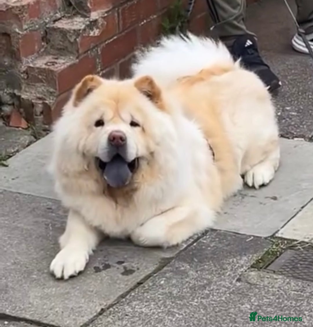 Chow Chow dogs for sale: 5 year old chow chow  - Image 1