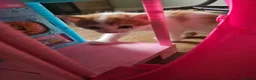 Mixed Breed cats for sale: Kittens  are looking for homes  in Edinburgh - Advert 7