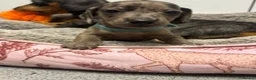 Miniature Dachshund dogs for sale: Beautiful litter of miniature Dachshund  - Advert 3