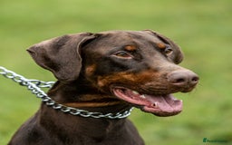 Dobermann dogs for stud: Proven KC Reg Doberman For Stud - Image 3