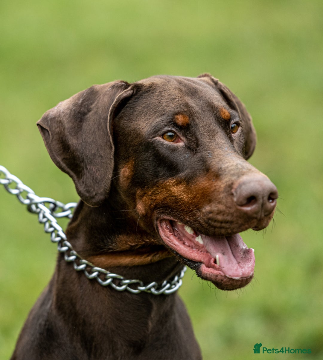Dobermann dogs for stud: Proven KC Reg Doberman For Stud - Image 3