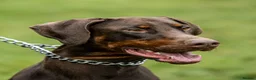 Dobermann dogs for stud: Proven KC Reg Doberman For Stud - Advert 3