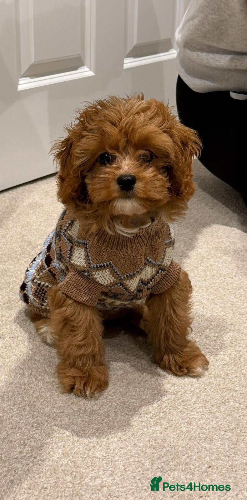 Cavapoo dogs Outstanding quality, F1b Cavapoo babies - Advert 2