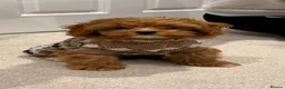 Cavapoo dogs for sale: Outstanding quality, F1b Cavapoo babies - Advert 9