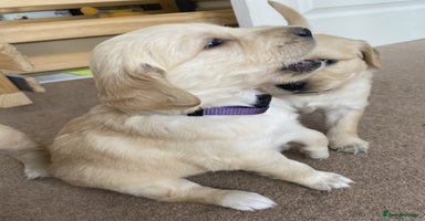 Golden Retriever dogs - Advert 2