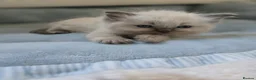 Ragdoll cats for sale: 5Gen Ped Ragdoll Kittens&Ready2Reserve - Advert 24