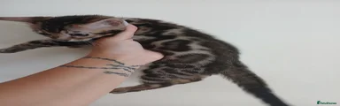 Bengal Kitten 4