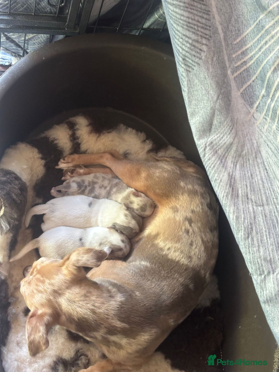 Jack Russell dogs for sale: Eye-Catching Jack Russel Puppies - Image 6