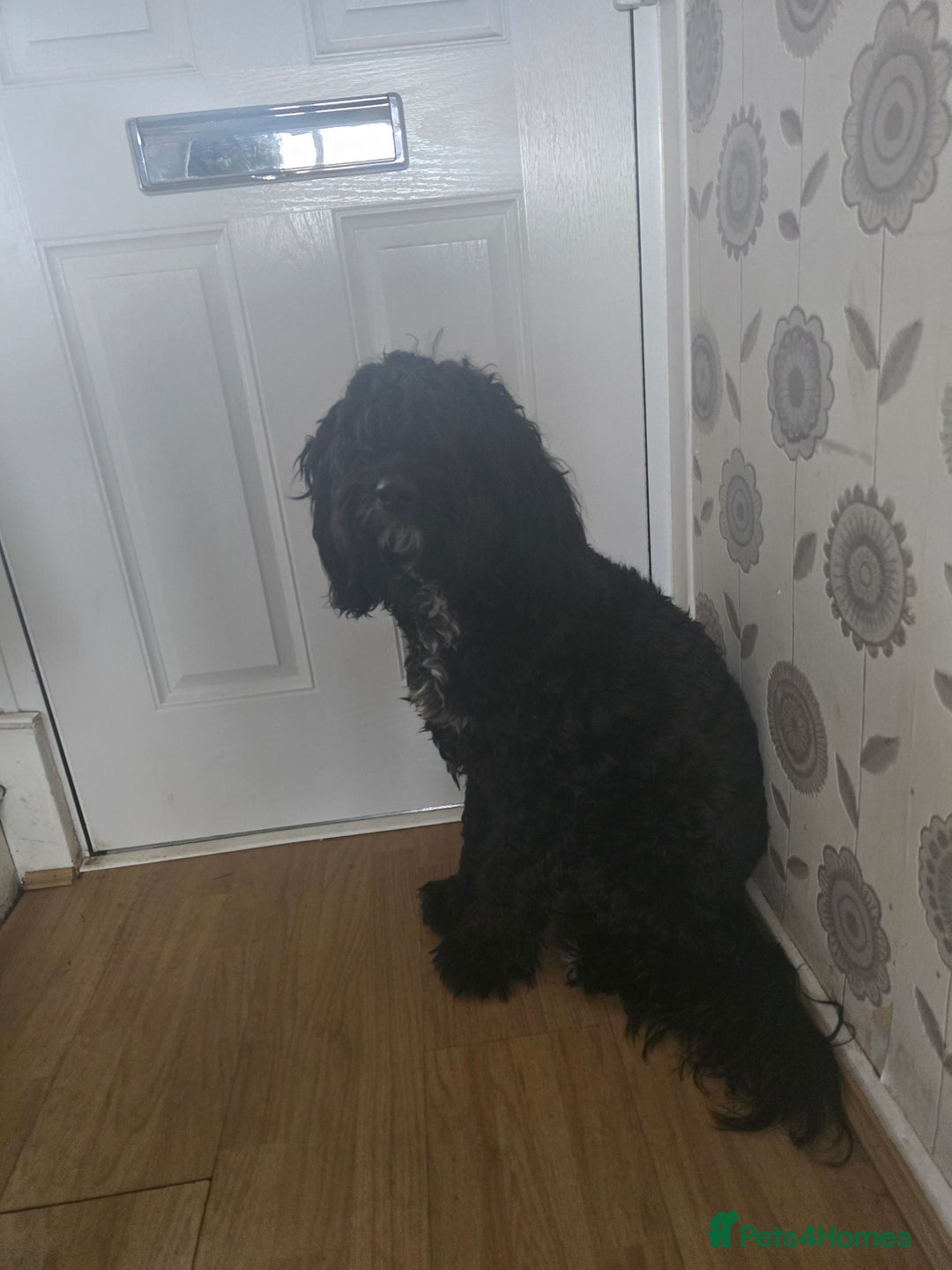 Cockapoo dogs for sale: 16 Month old Male Cockapoo - Image 1