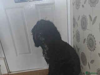 Cockapoo dogs for sale - Advert 1