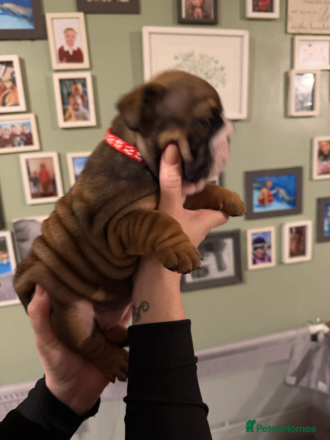 English Bulldog dogs for sale: 🌸💙 top blood line English bulldogs 🌸💙❤️ - Advert 31