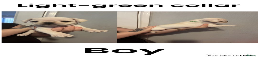 Light green collar boy