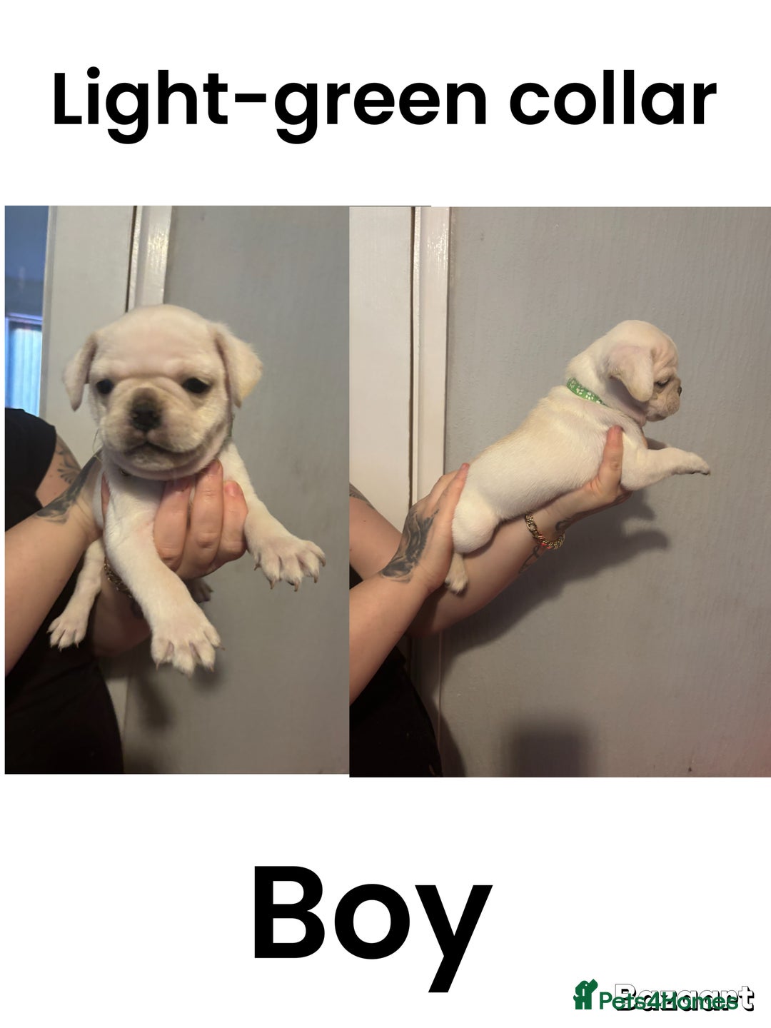 Frug dogs for sale: Frug Puppies For sale - Advert 8