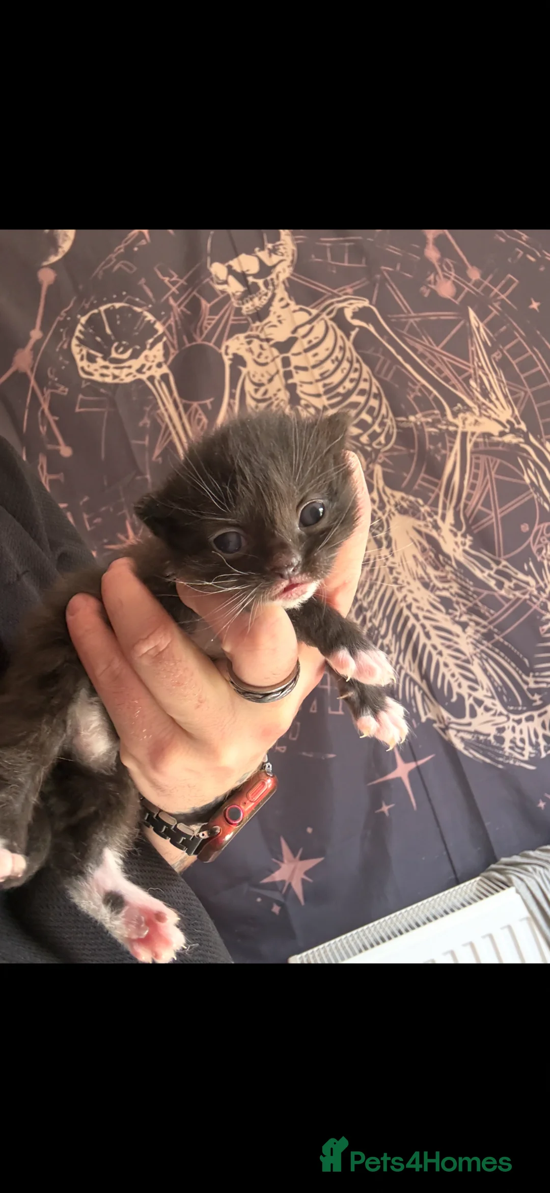 Mixed Breed cats for sale: Female kitten  in Edinburgh - Advert 4