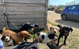 Springador dogs for stud: Homebred Proven Springador stud  - Image 11