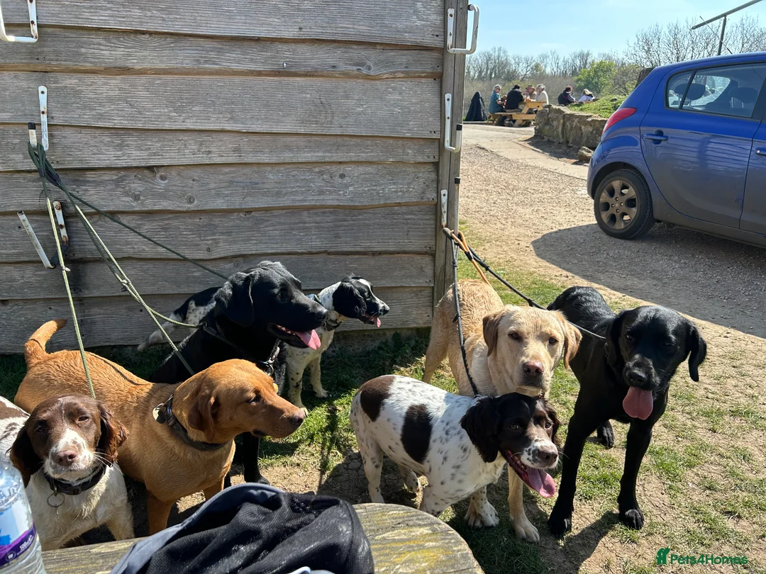 Springador dogs for stud: Homebred Proven Springador stud  - Advert 11