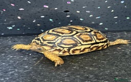 Tortoise reptiles for sale: Tortoise African Leopard  - Image 7