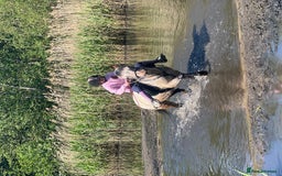 Appaloosa horses for sale: 13.1 hh Appaloosa Mare  - Image 8