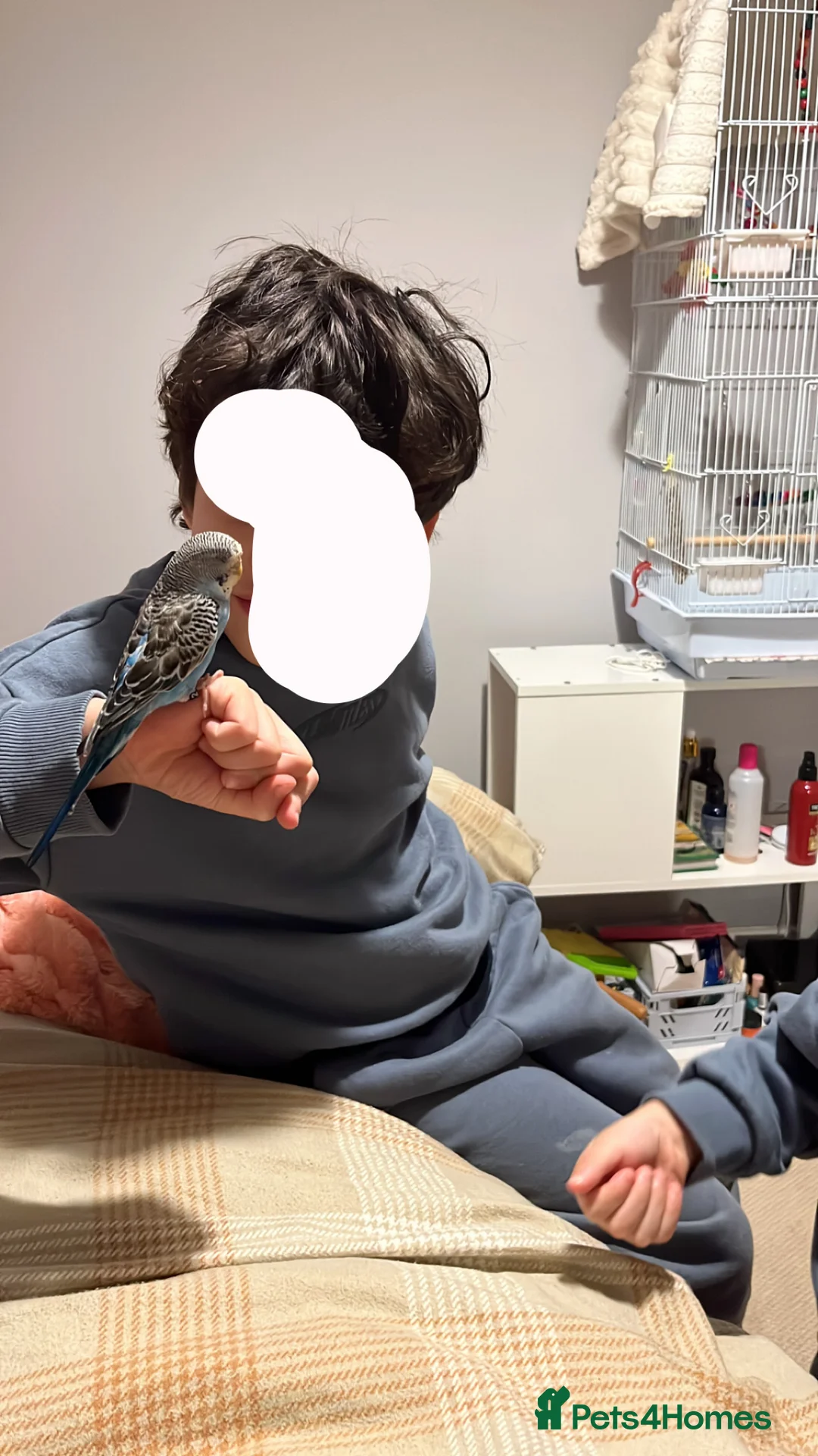 Budgerigars birds for sale: Beautiful male younge budgies  in Hook - Advert 4