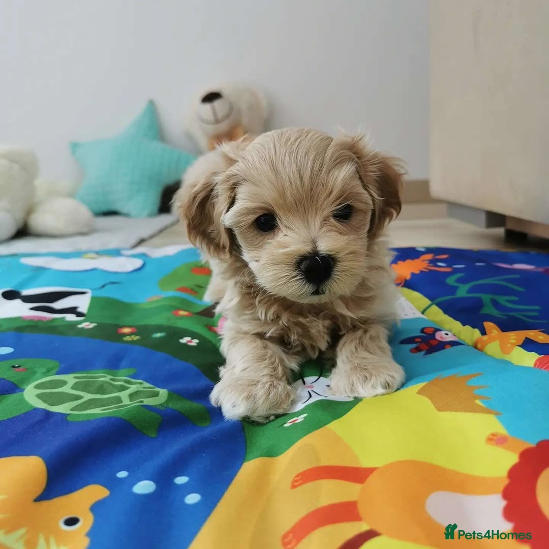 Maltipoo dogs for sale:  Beautiful Toy/Mini Maltipoo Puppies! - Image 5