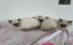 Ragdoll cats for sale: Beautiful ragdoll kittens  - Image 10