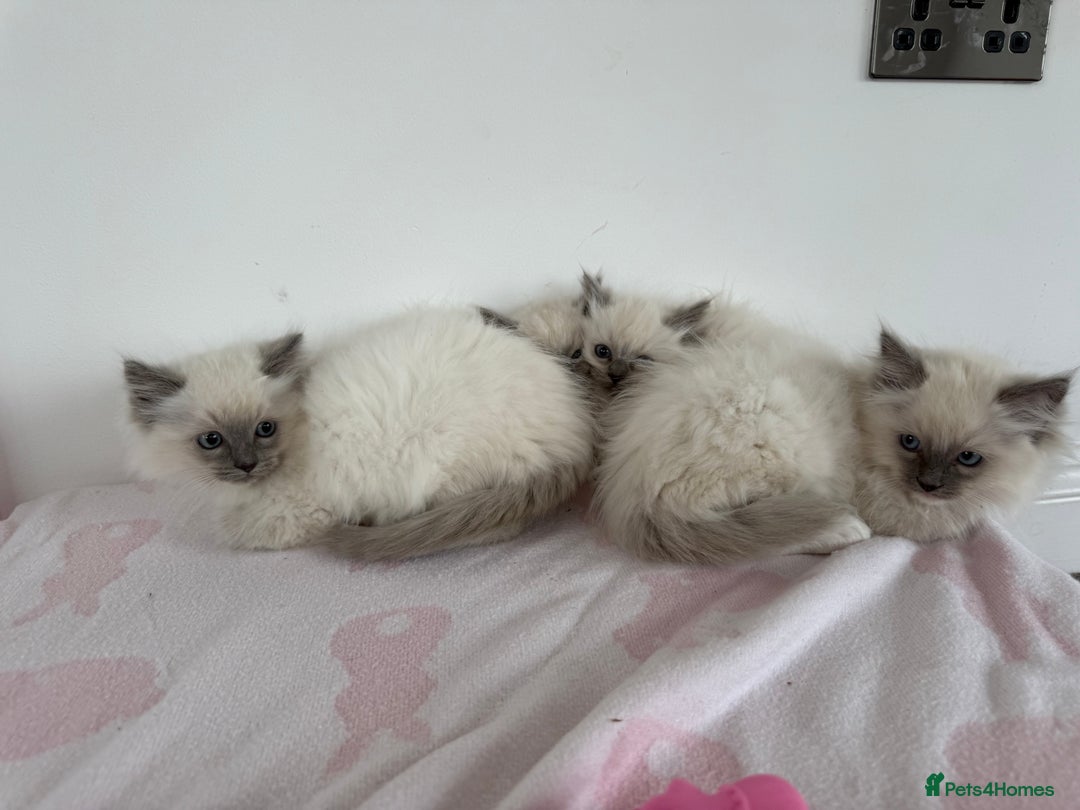 Ragdoll cats for sale: Beautiful ragdoll kittens  - Image 10