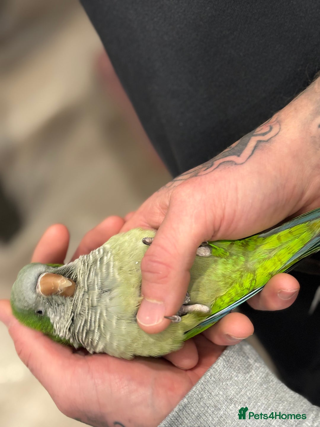 Parrots birds for sale: Rocky -Quaker  - Image 5
