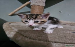 Mixed Breed cats for sale: Mixed kittens ready for their new home - Image 2
