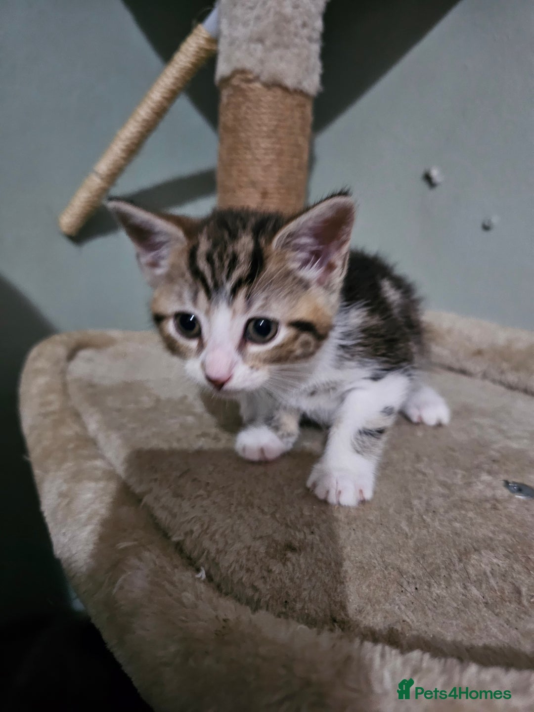 Mixed Breed cats for sale: Mixed kittens ready for their new home - Image 2