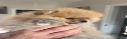 Pomeranian dogs for sale: Fabolous pomeranian female puppy - Advert 2