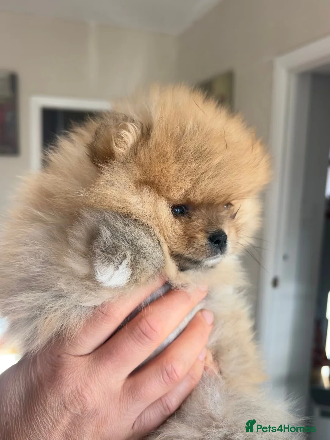 Pomeranian dogs for sale: Fabolous pomeranian female puppy - Advert 2