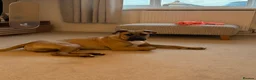 Boerboel dogs for sale: Bear  - Advert 1