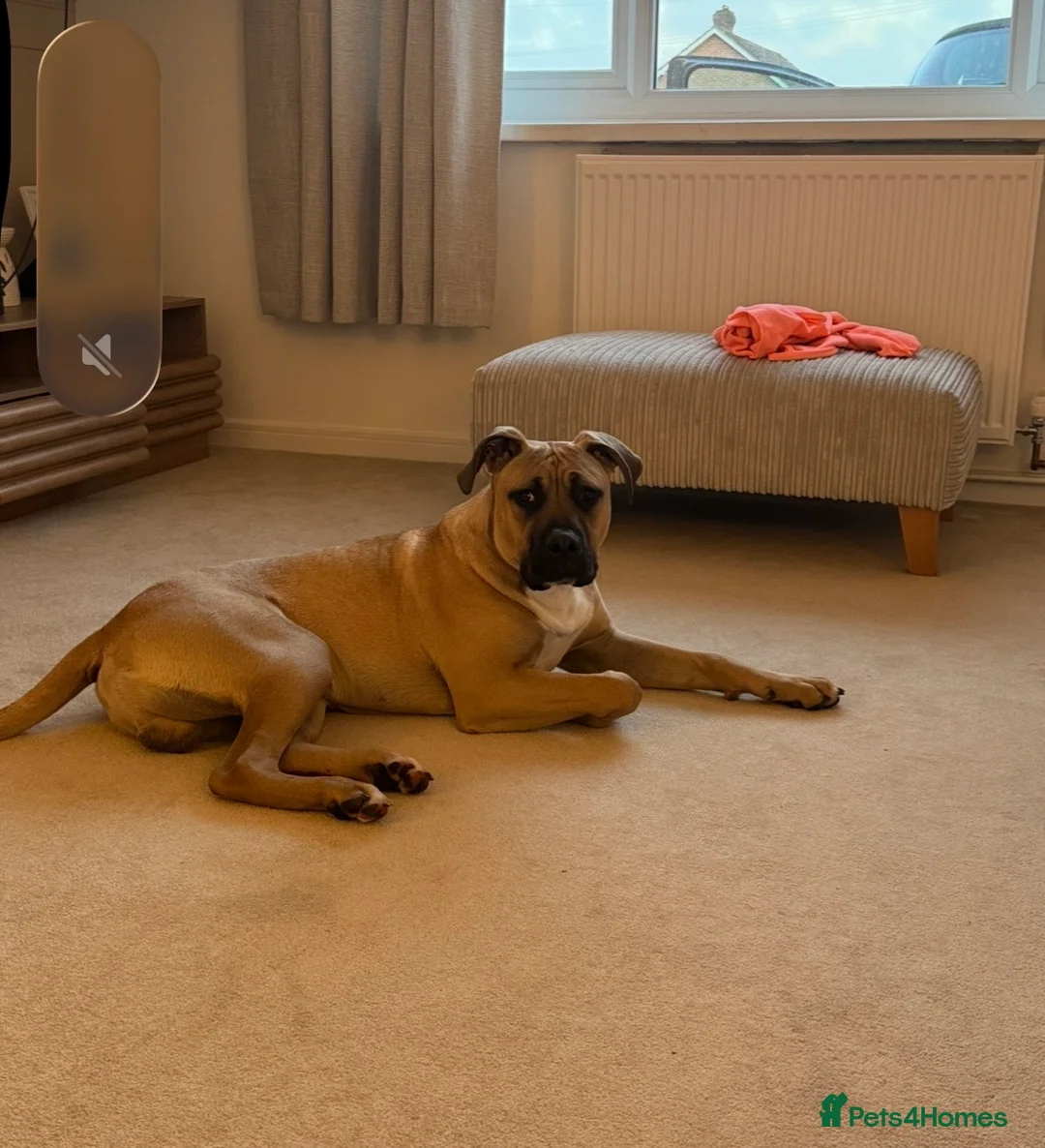 Boerboel dogs for sale: Bear  - Advert 1