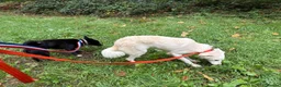 Mixed Breed dogs for adoption: Jemma - Norwich Norfolk  - Advert 10