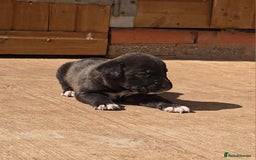 Cane Corso dogs for sale: Beautiful Italian Mastiff available - Image 13