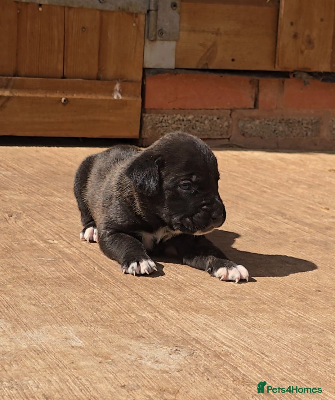Cane Corso dogs for sale: Beautiful Italian Mastiff available - Image 13