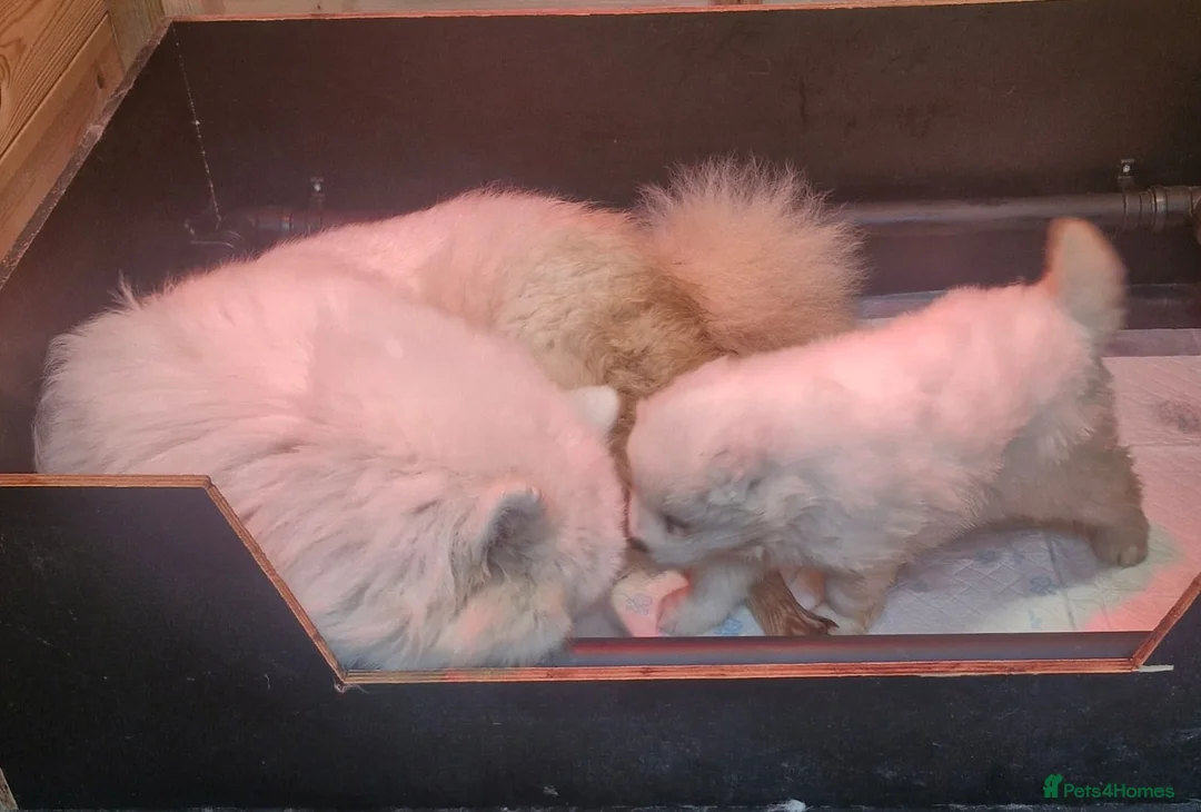 Samoyed dogs for sale: A beautiful little Samoyed girl for sale in Ashbourne - Advert 9