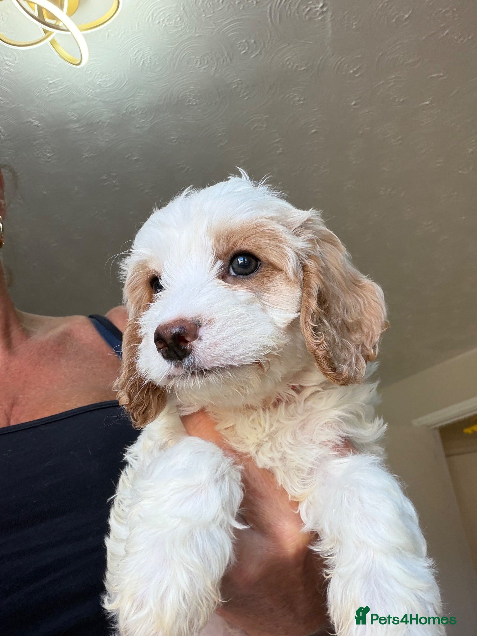 Cavapoo dogs Gorgeous F1B Cavapoo puppies - Advert 1
