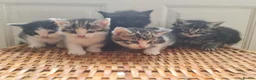 Mixed Breed cats for sale: 5 kittens for sale  - Advert 33
