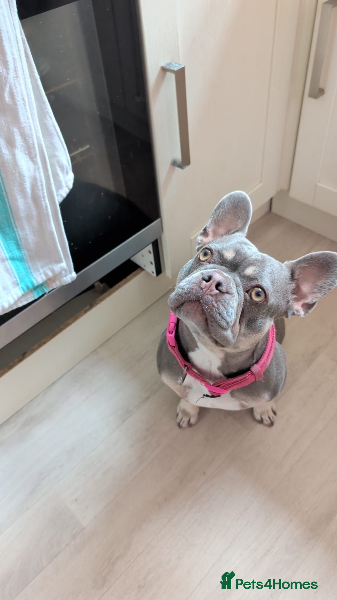 French Bulldog dogs 8 month old KC registered French bulldogs pups  - Advert 11