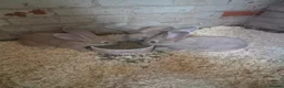 Continental Giant rabbits for sale: Stunning Giant Continental Bunnies - Advert 12