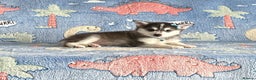 Pomsky dogs for sale: Stunning perfect husky markings f3 Pomsky puppies - Advert 3