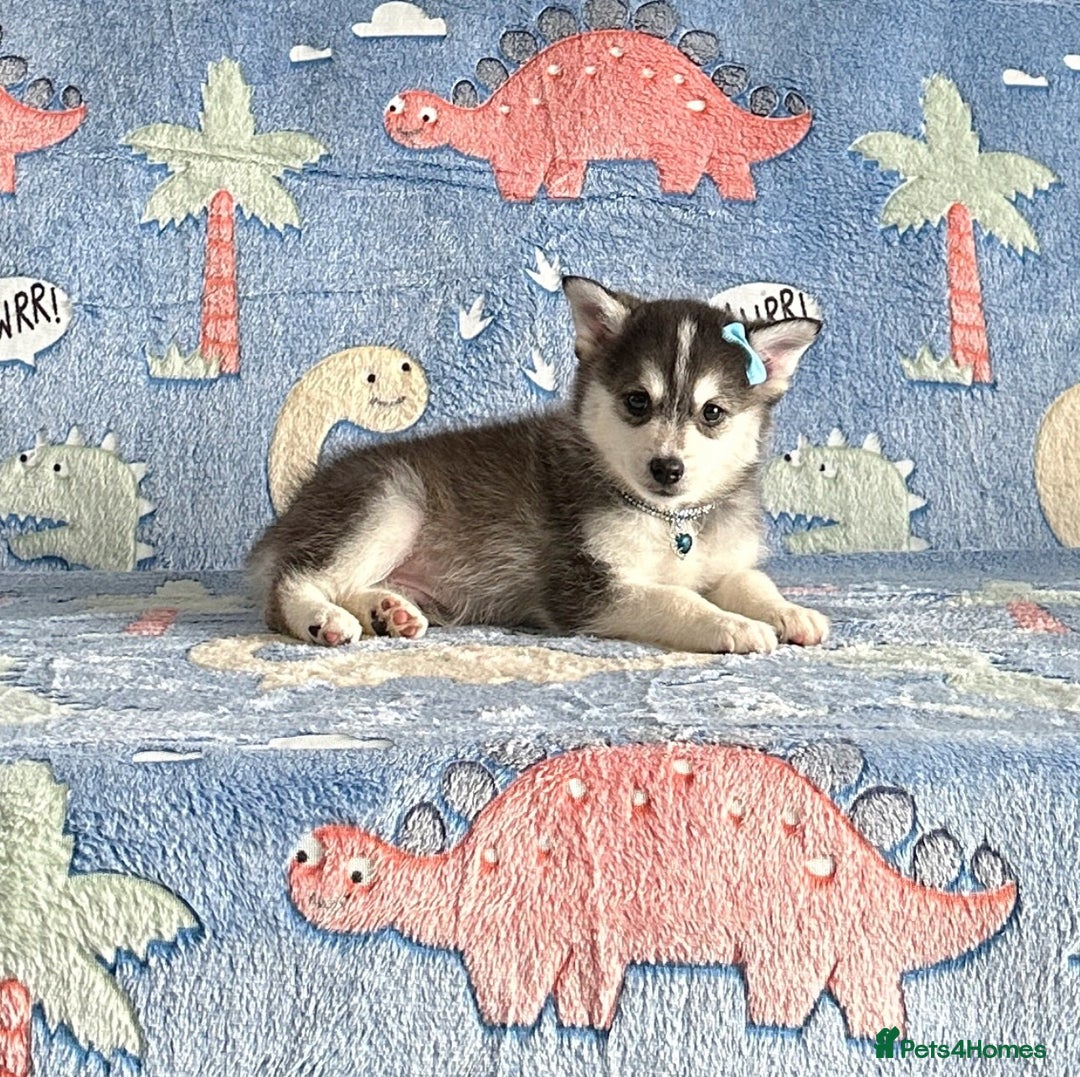 Pomsky dogs for sale: Stunning perfect husky markings f3 Pomsky puppies - Advert 3