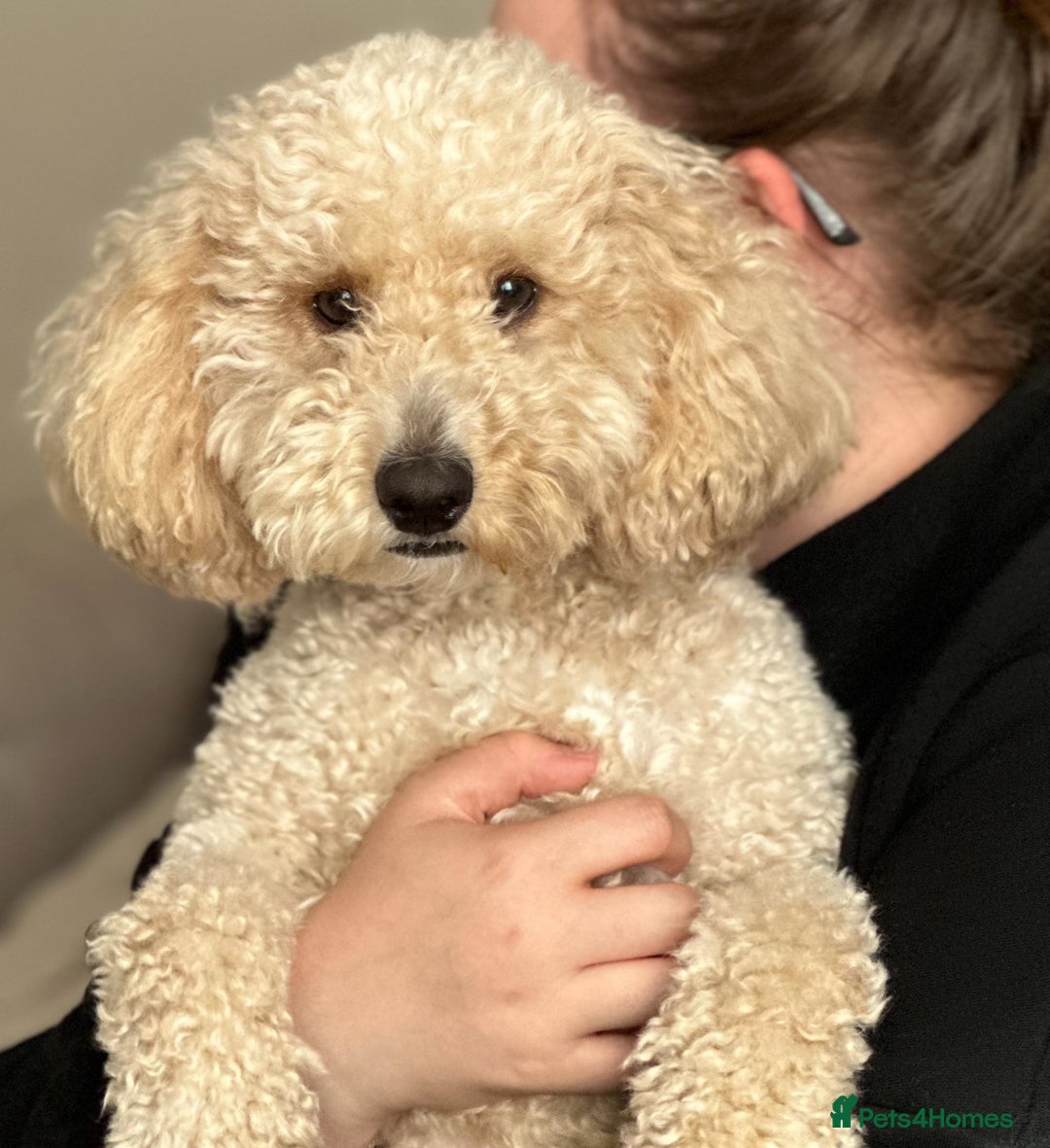 Cockapoo dogs for stud: Cockapoo for stud  - Advert 5